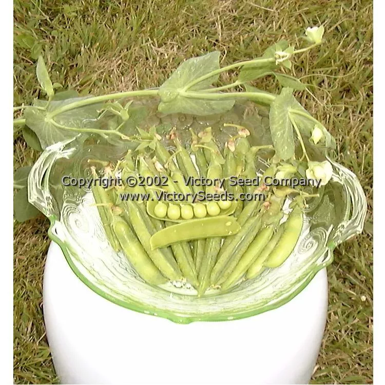 Little Marvel Garden Pea