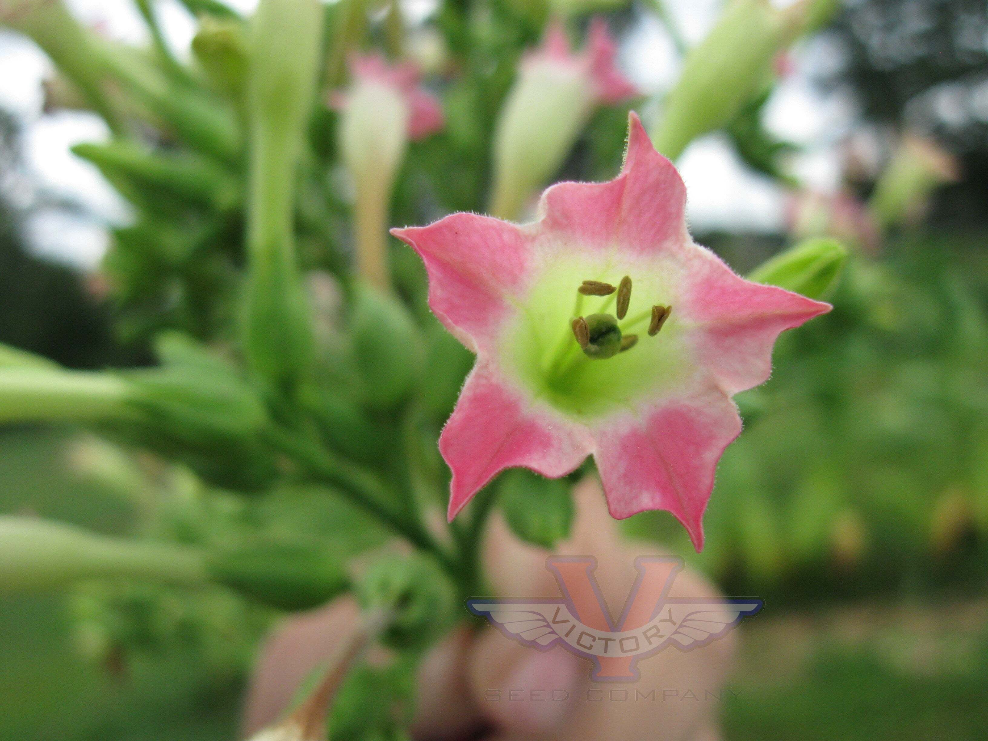 Ahus Tobacco