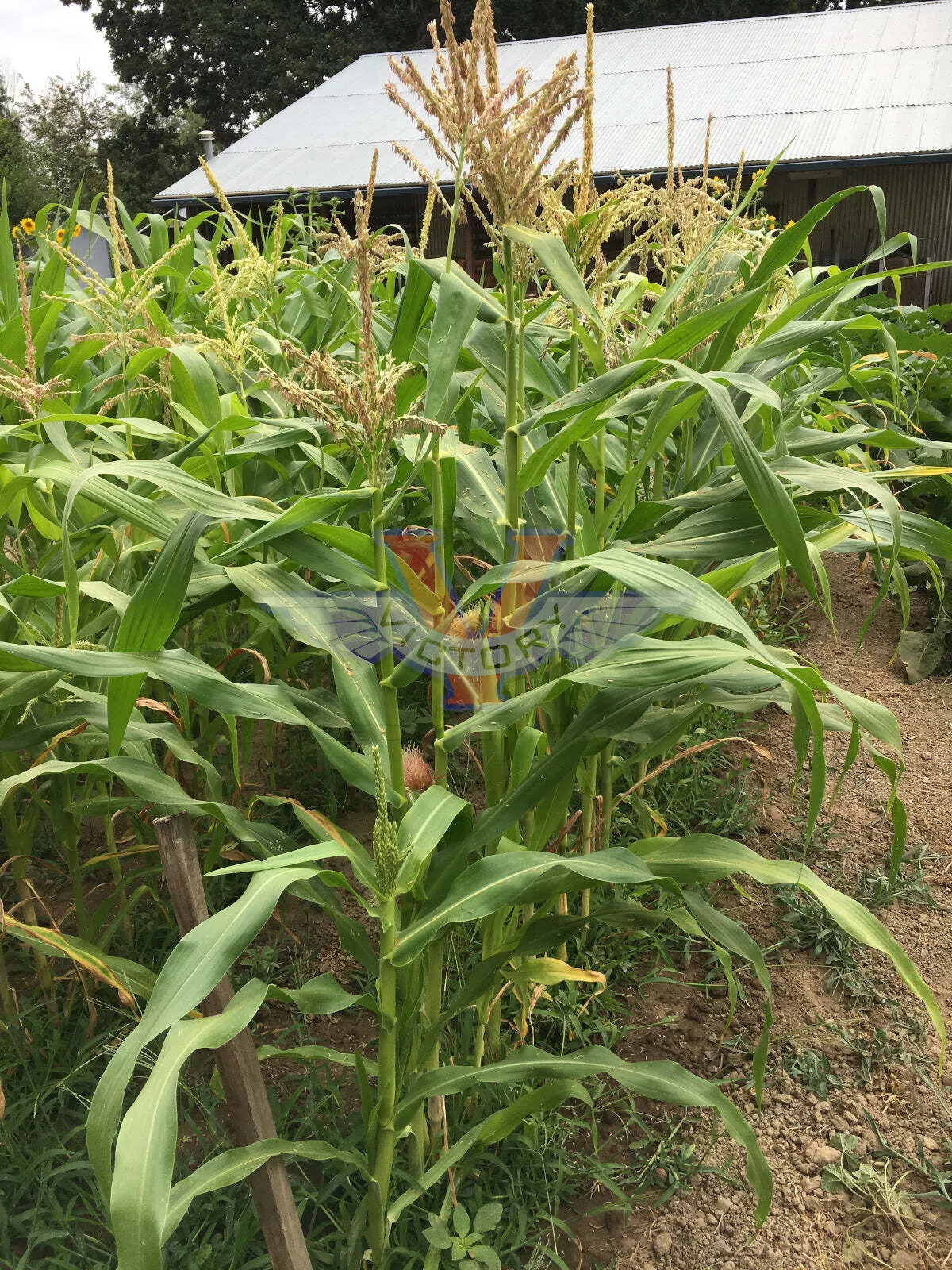 Triple Play Sweet Corn