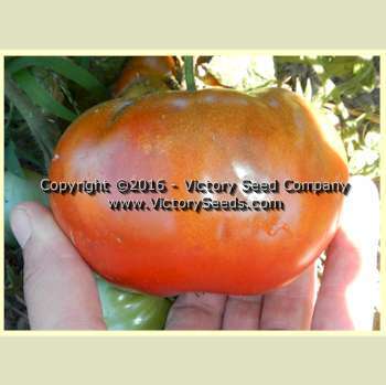 Maralinga Tomato