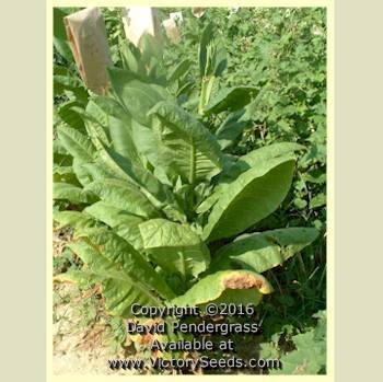 Yellow Pryor Tobacco