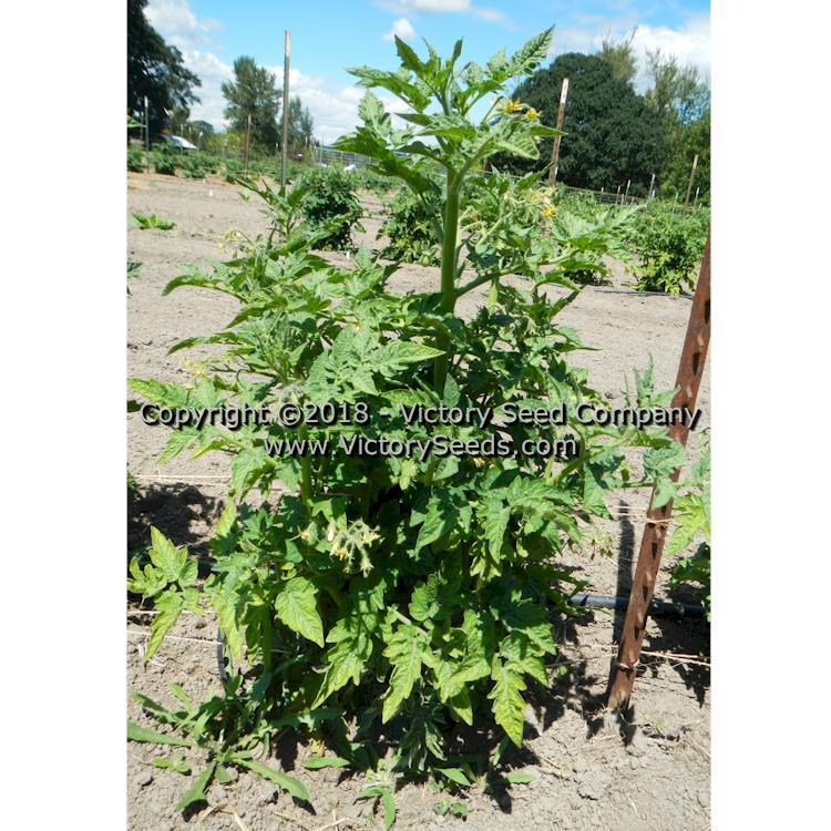 Dwarf Bendigo Dawn Tomato