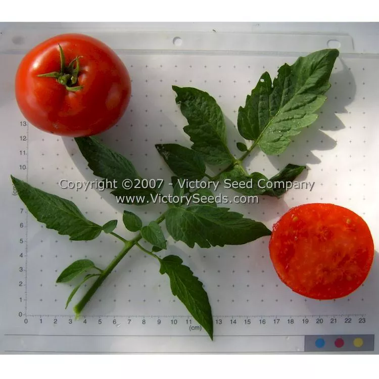 Legend Tomato