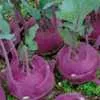 Early Purple Vienna Kohlrabi