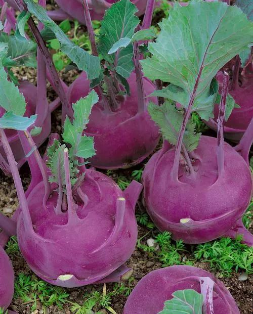 Early Purple Vienna Kohlrabi