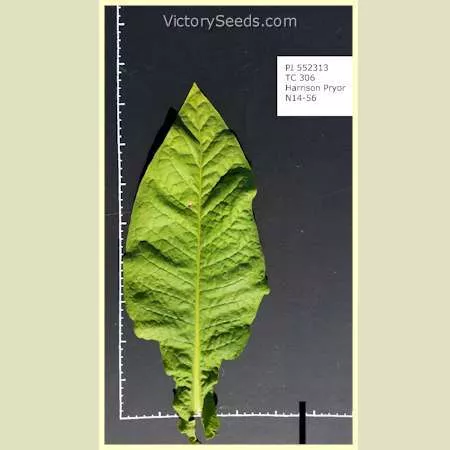 Harrison Pryor Tobacco