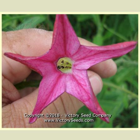 Affinis Tobacco