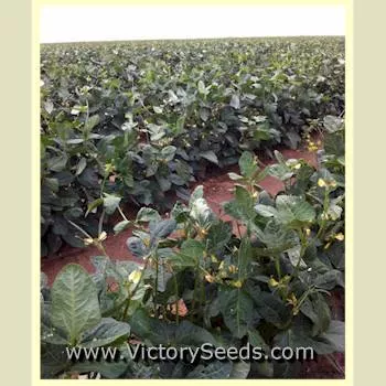 California Blackeye #46 Southern Pea