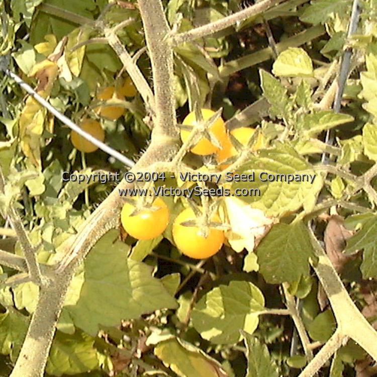 Coyote Tomato
