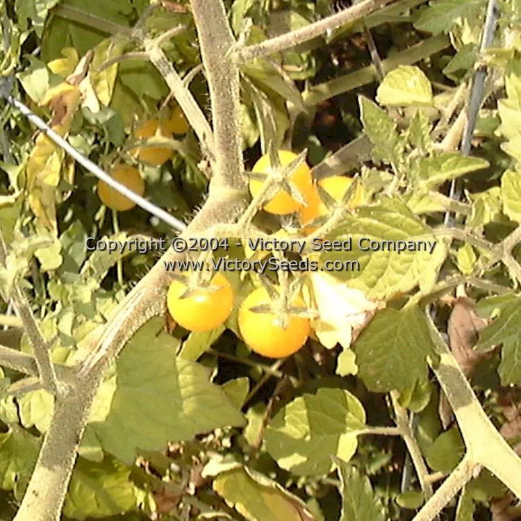 Coyote Tomato