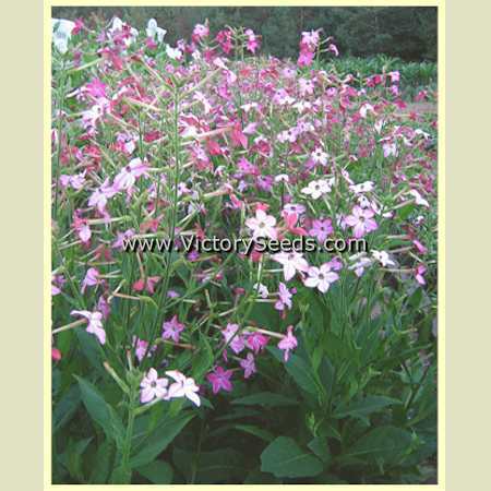 Affinis Tobacco