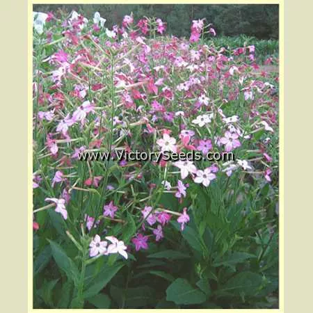 Affinis Tobacco