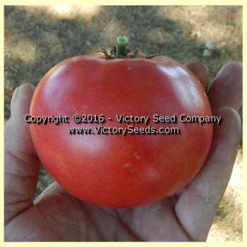 TastyWine Tomato