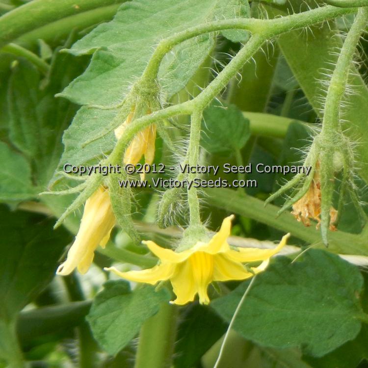 Libby's Pride Tomato