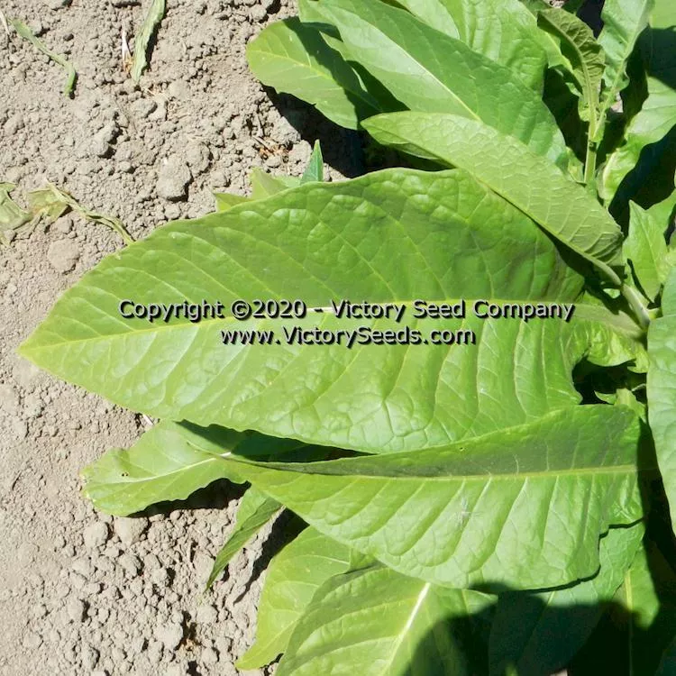Olor Tobacco