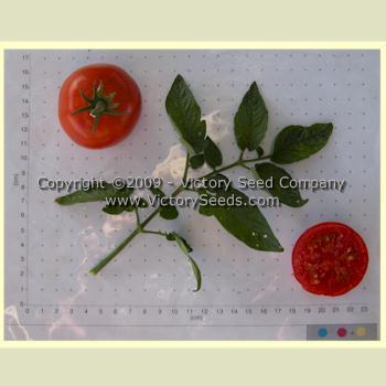 Uralskiy Ranniy Tomato
