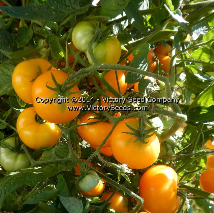 Golden Bison Tomato