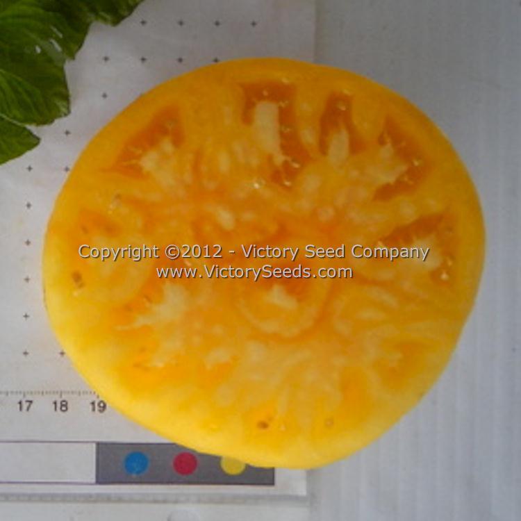 Lillian's Yellow Heirloom Tomato