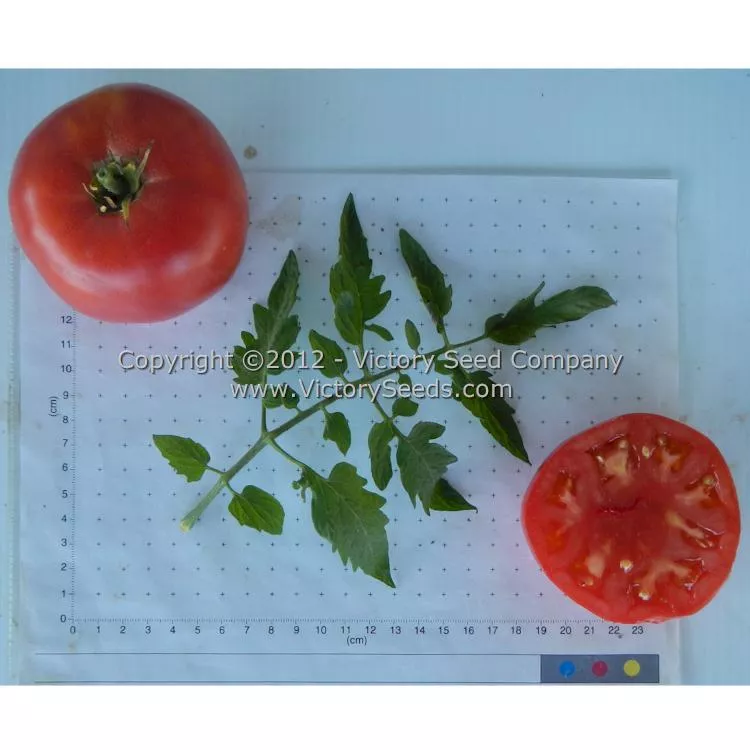 Peak of Perfection Tomato