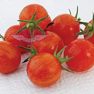 Sparky XSL F1 Tomato