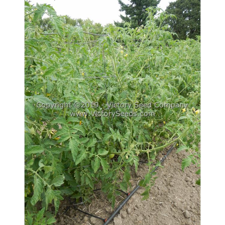 Vulcan Tomato