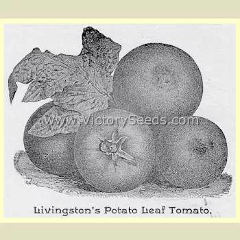 Livingston's Potato Leaf Tomato