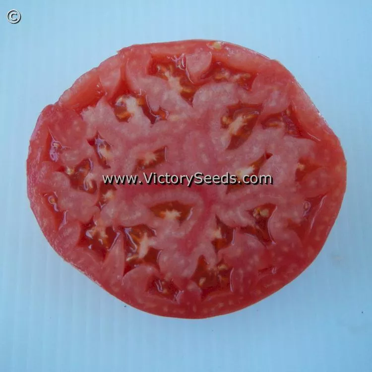 Shackelford Giant Pink Tomato
