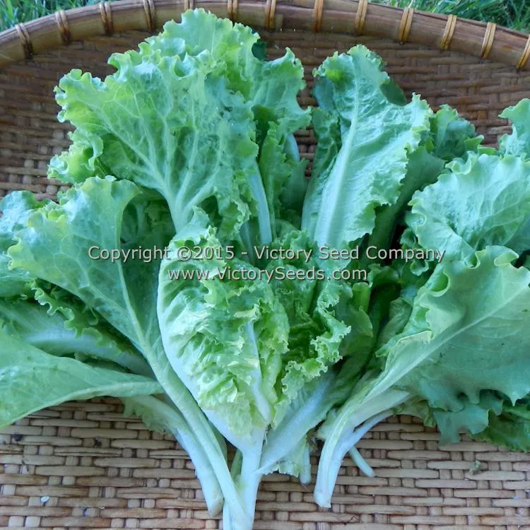 Green Ice Leaf Lettuce