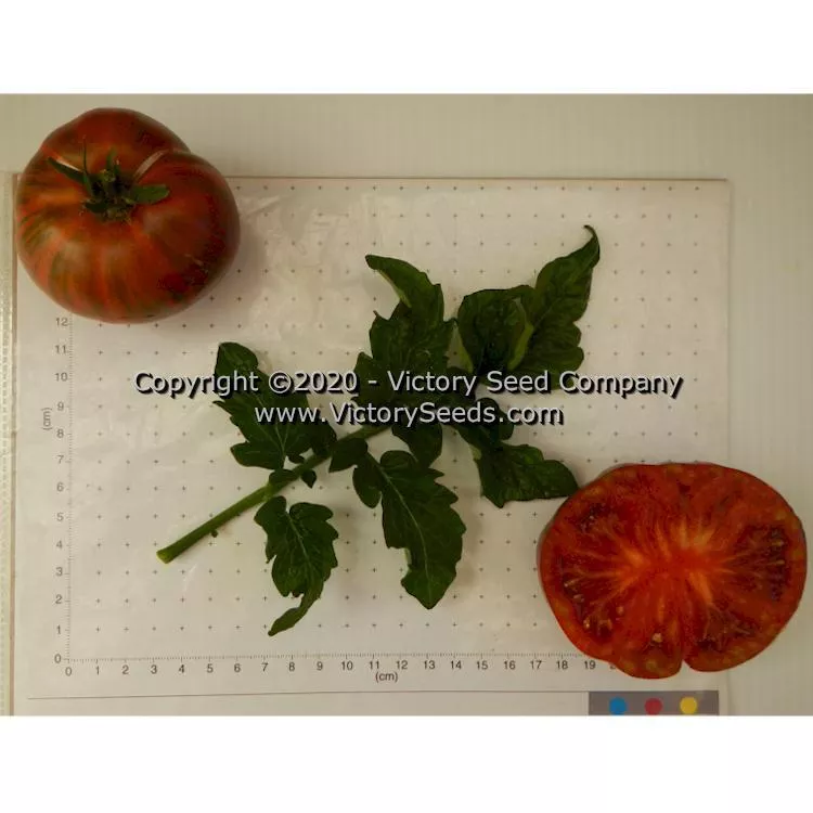 Dwarf Noah's Stripes Tomato