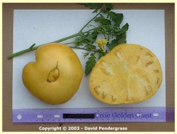 Dixie Golden Giant Tomato