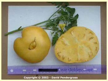 Dixie Golden Giant Tomato