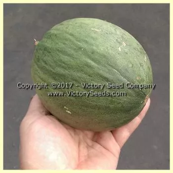 Tendral Verde Tardif Melon