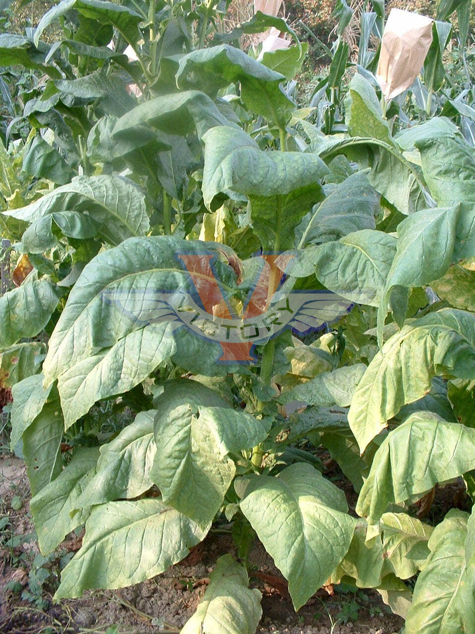 White Mammoth Tobacco