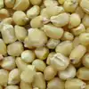 Silvermine White Dent Corn