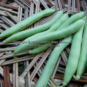 Promise (or 1898) Half Runner Bush Green Bean