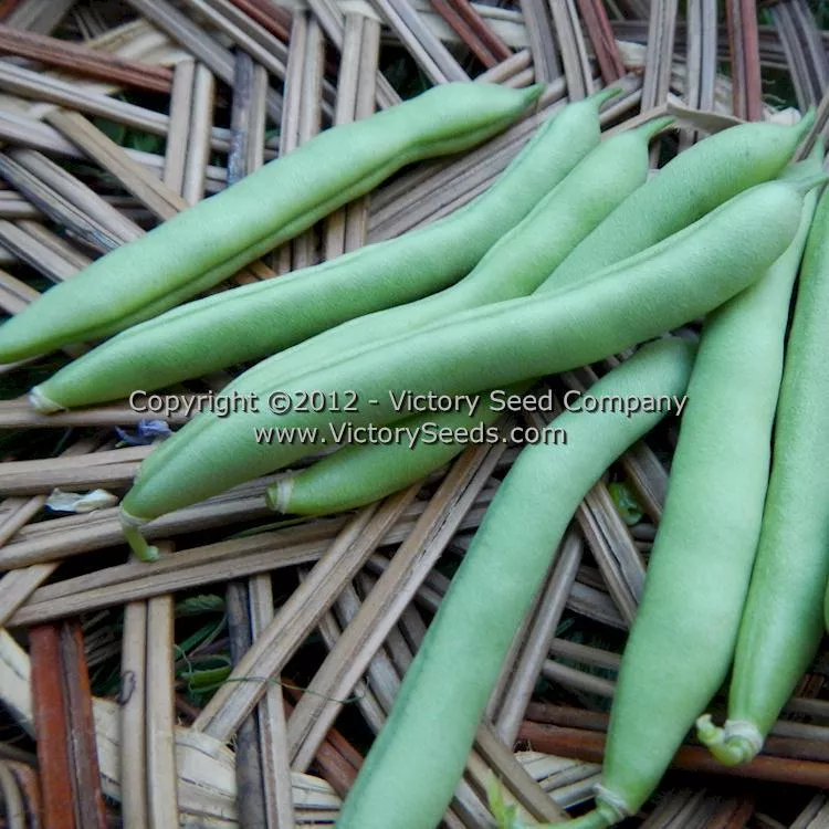 Promise (or 1898) Half Runner Bush Green Bean