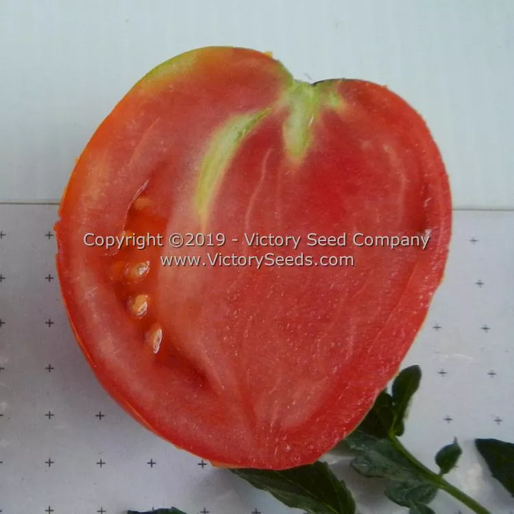 Mahoning Valley Beauty Tomato