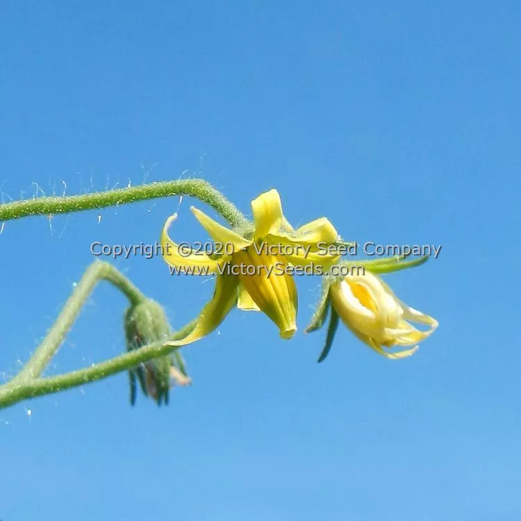Dwarf Buddy's Heart Tomato