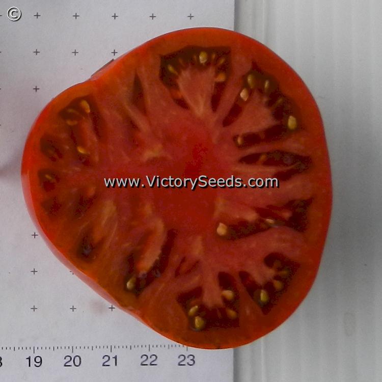 Chocolate Champion Tomato