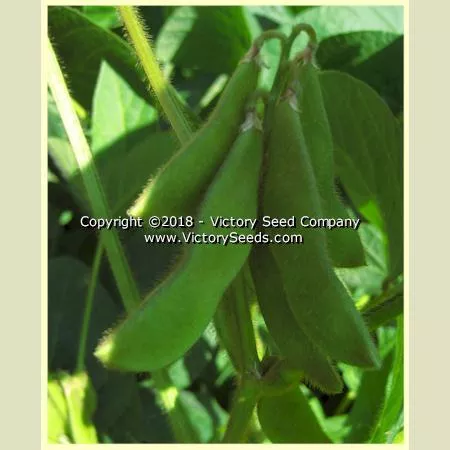 Aan tu bai hua lu da dou Soybean