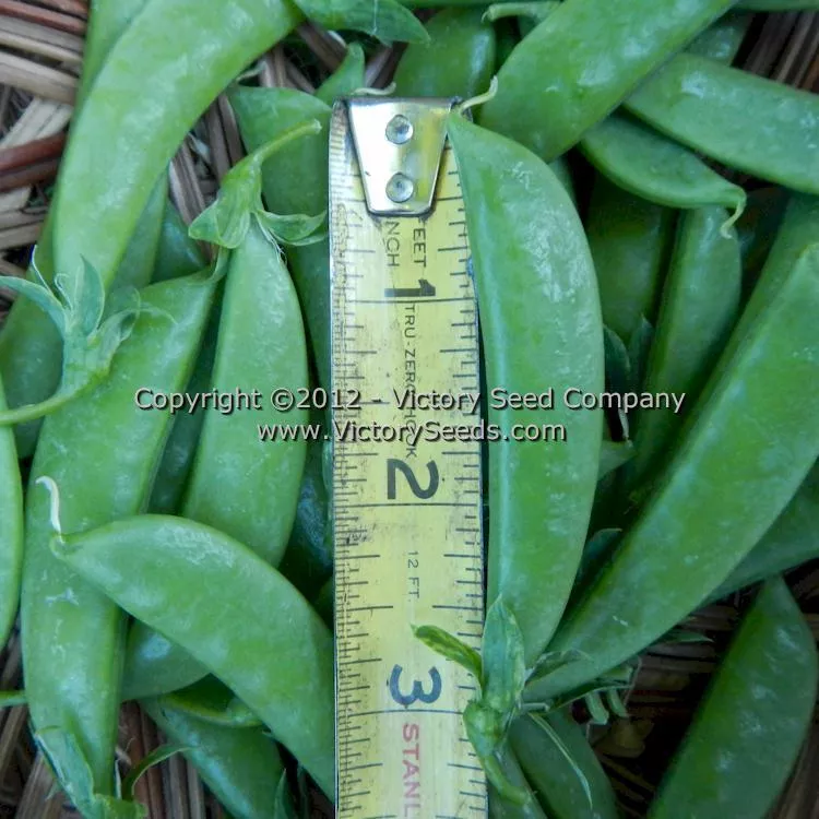 Sugar Snap Pea