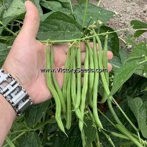 Alicante Bush Green Garden Bean