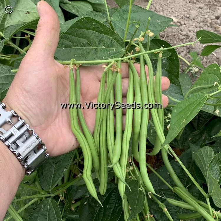 Alicante Bush Green Garden Bean