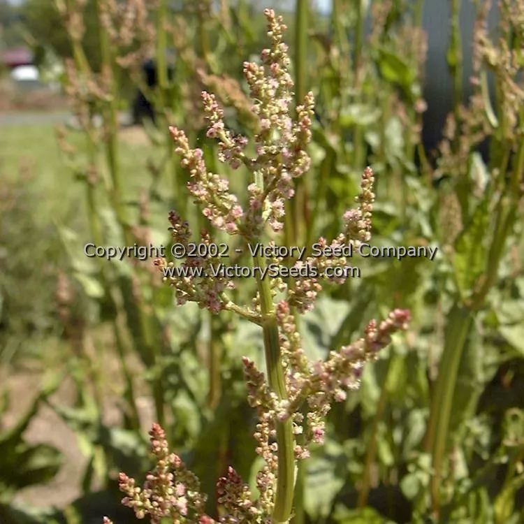 Sorrel, Garden or English