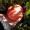 Bell's German Pink Tomato