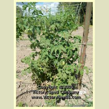 Maralinga Tomato