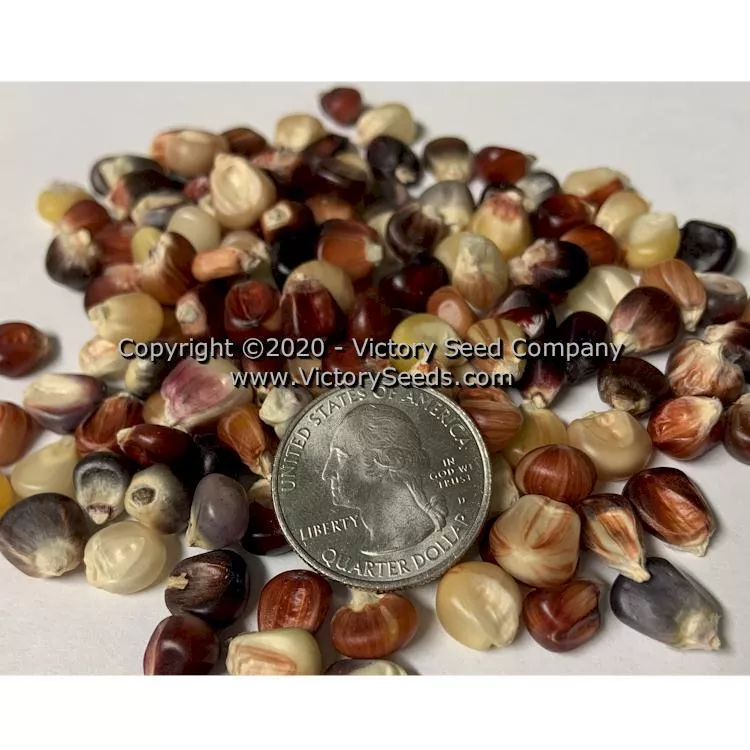 Indian Ornamental (aka Rainbow) Flour Corn