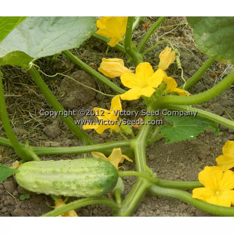 Boston Pickling Improved Cucumber