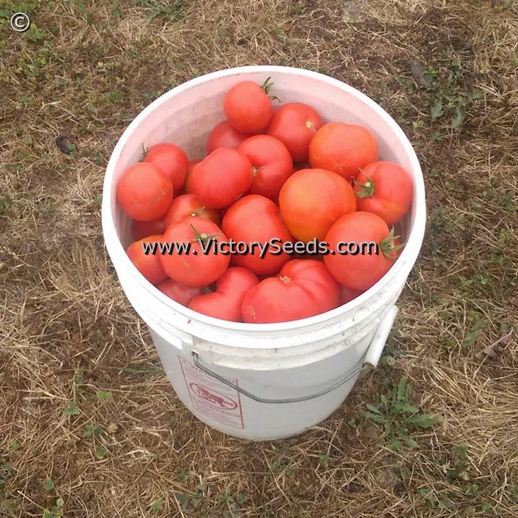 Duke of York Tomato