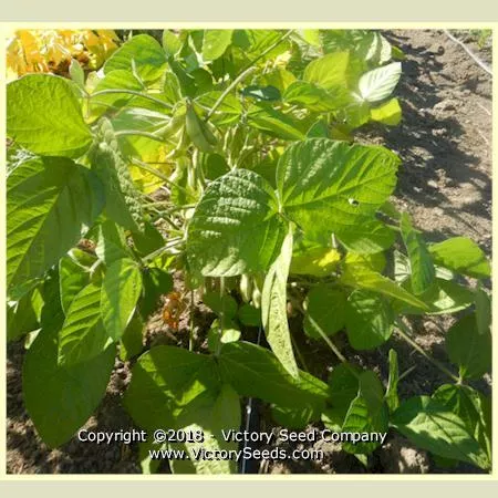 Midori Giant Soybean